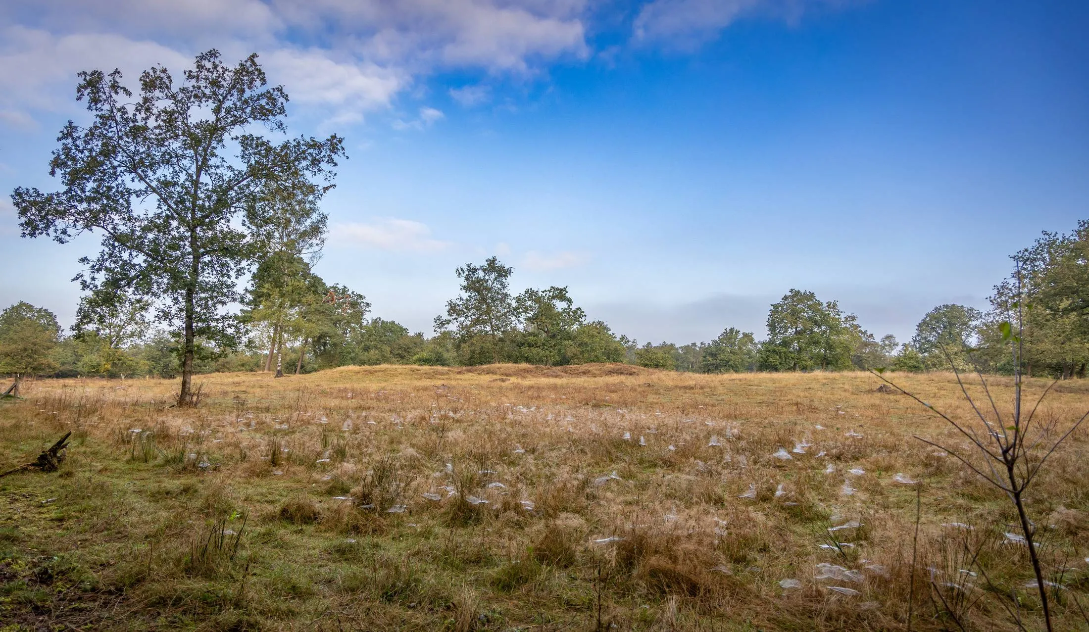 Dauwtrapwandeling - Dal van de Mosbeek Gonny Sleurink