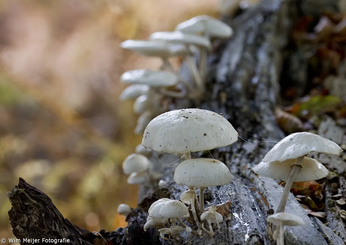 10704325 907383169273636 2711053769269454597 o