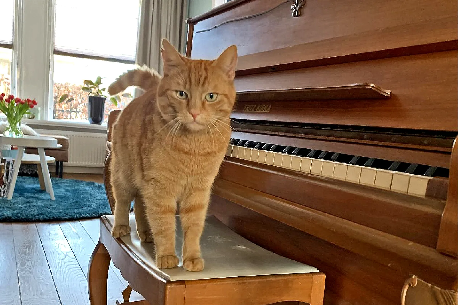 1960053 harry kopieren