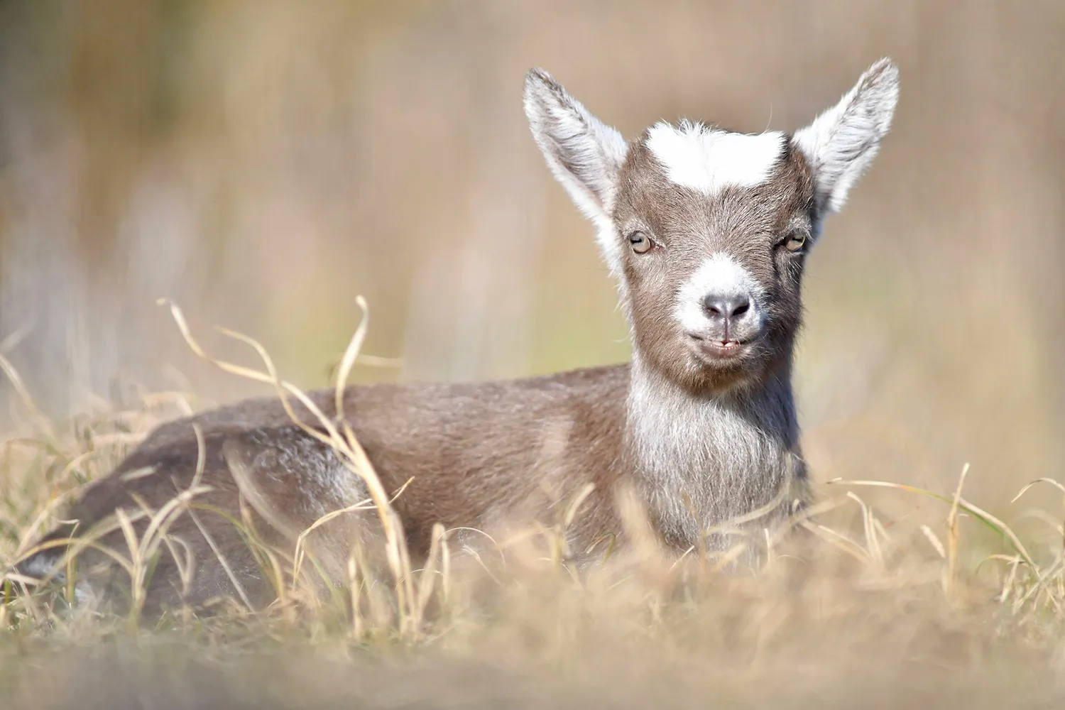 57072634 876901219325565 4081260860201238528 n