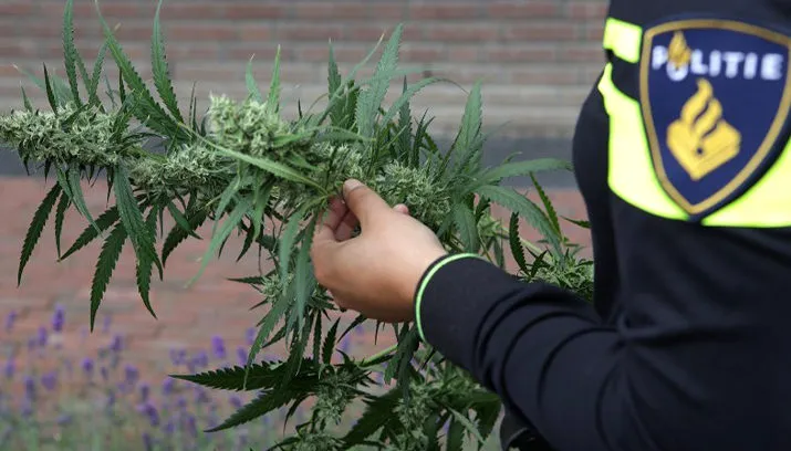 agent heeft hennepplant in handen politie ijmond 715x408