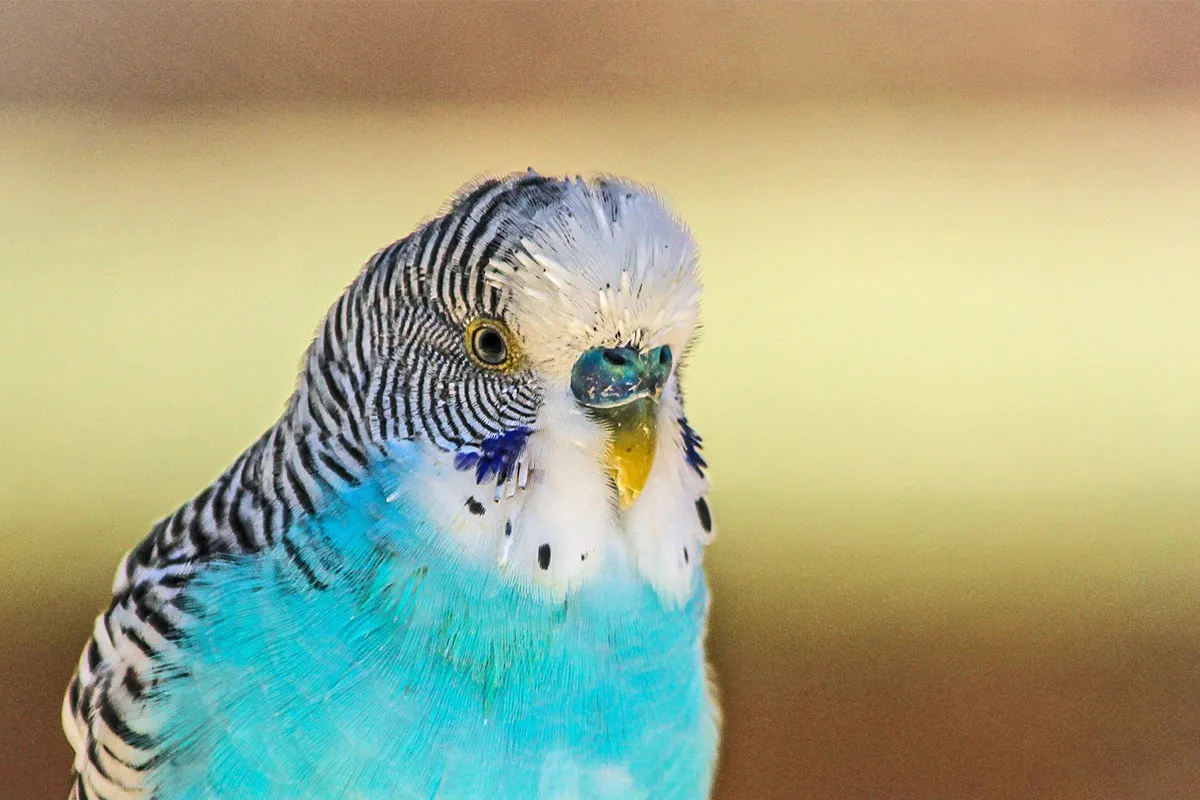 blue parakeet 204698 1920