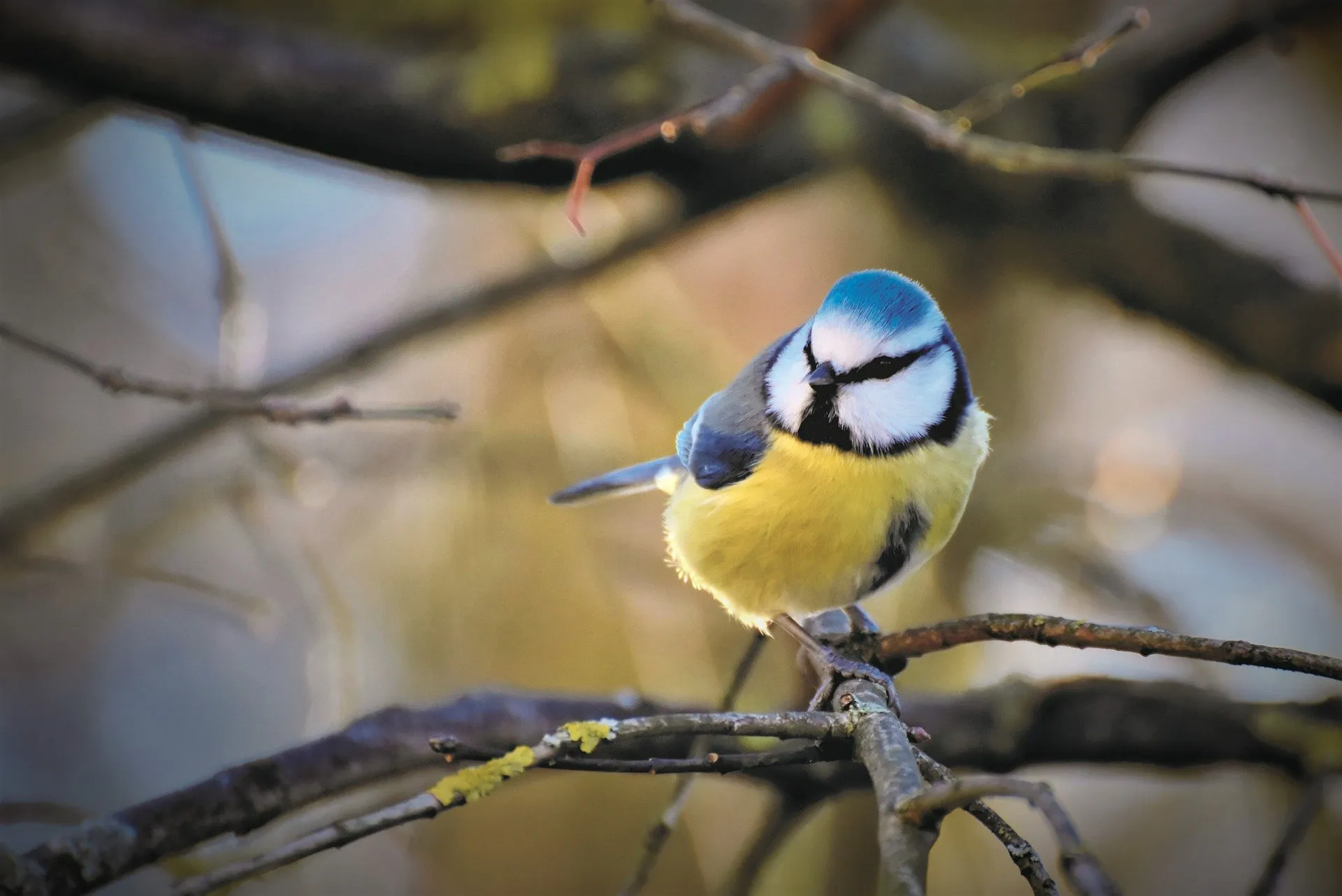 blue tit 4731661 1920