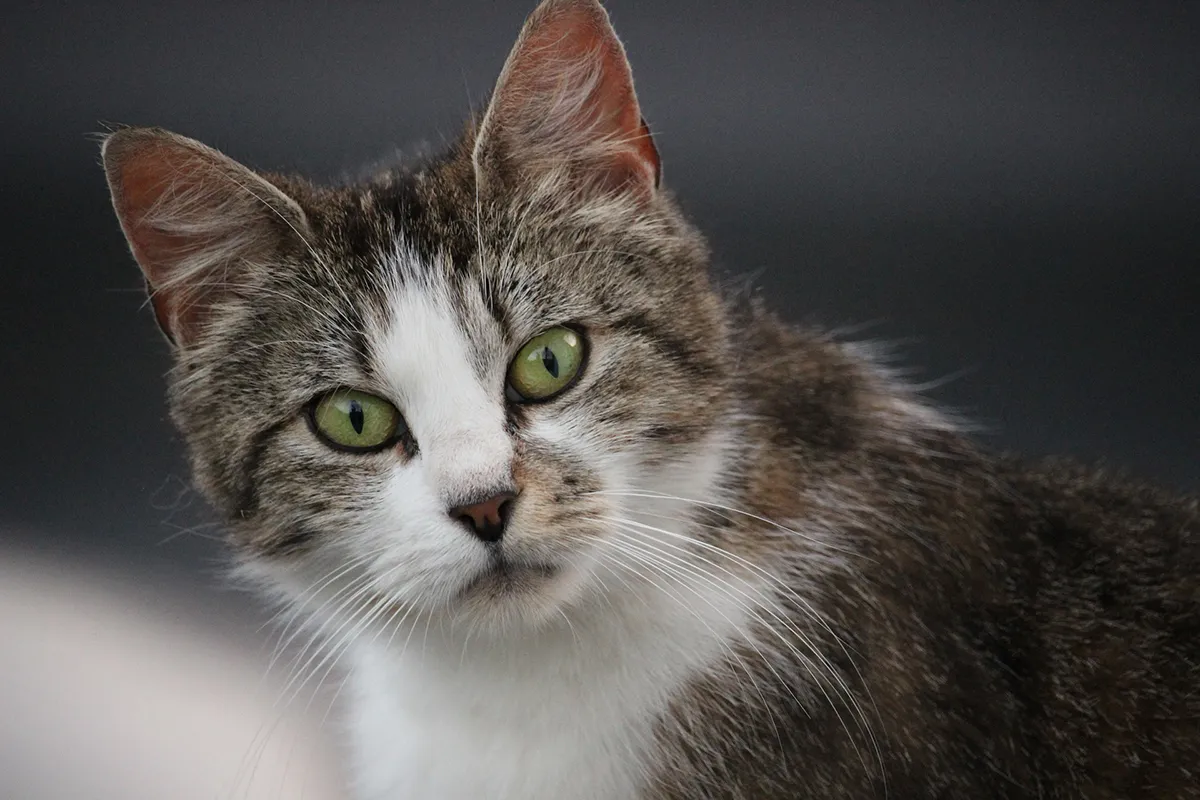 cats 3434846 1920 pixabay