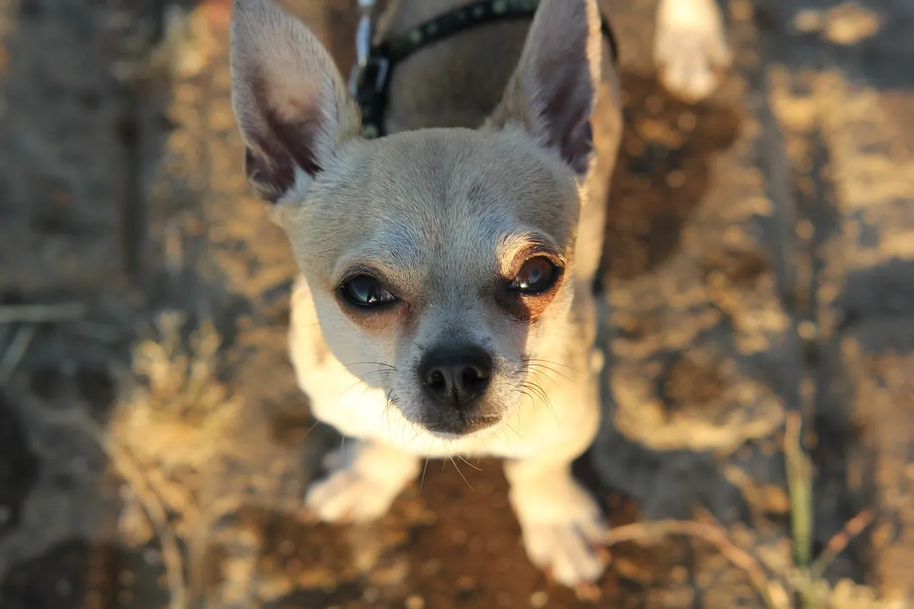 chihuahua 251451 1280