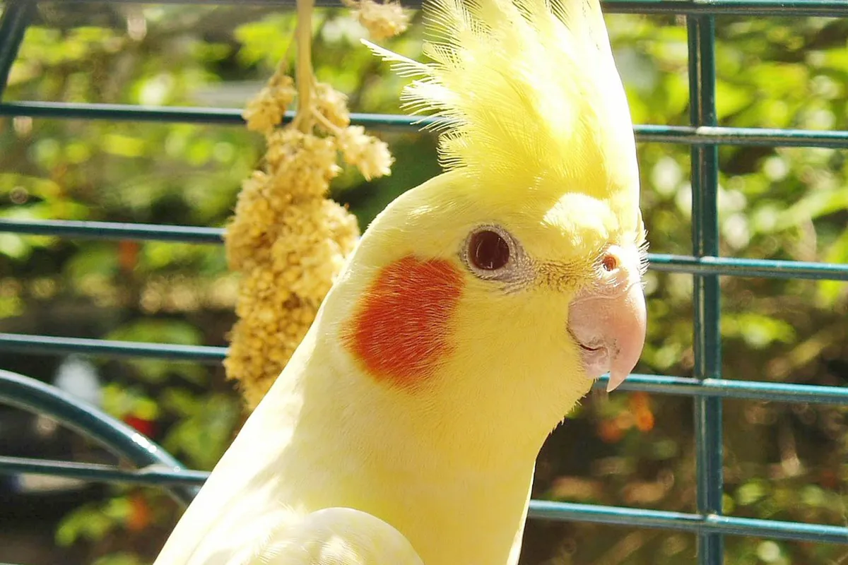 cockatiel 2429168 1280