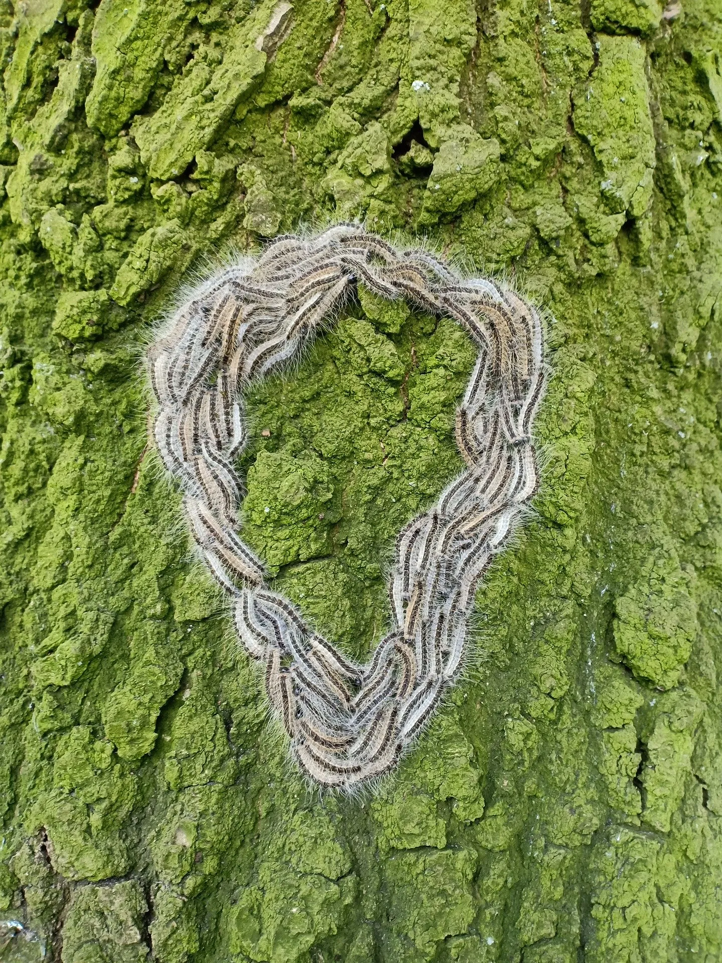 eikenprocessierups 4260017 1920