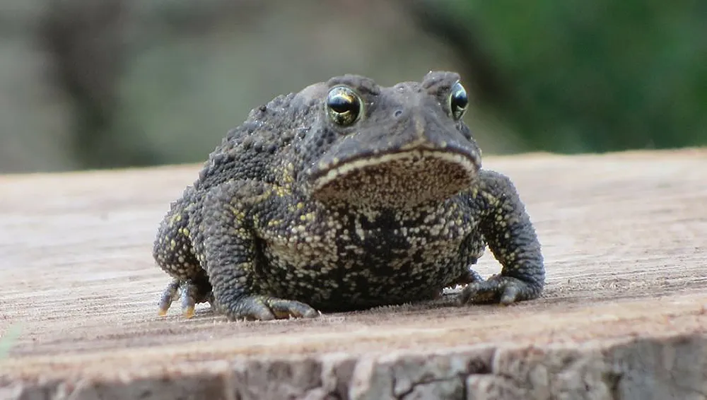 frog 184330 1280 pixabay 915x518