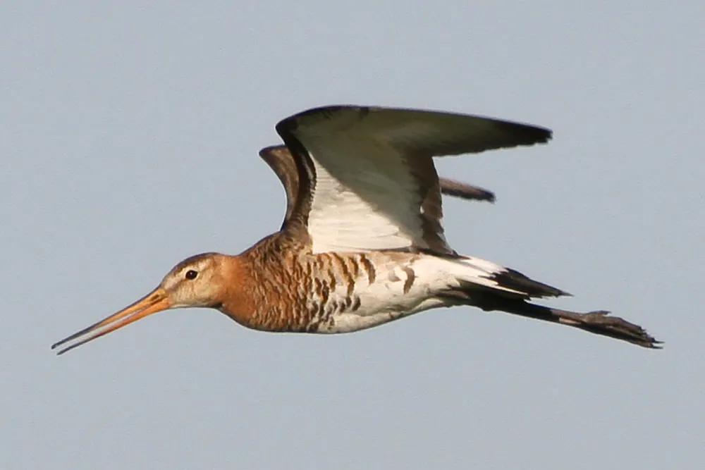 grutto12 joke huijser spekken