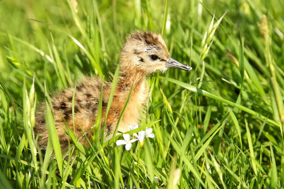 gruttokuiken natuurmonumenten namo19665