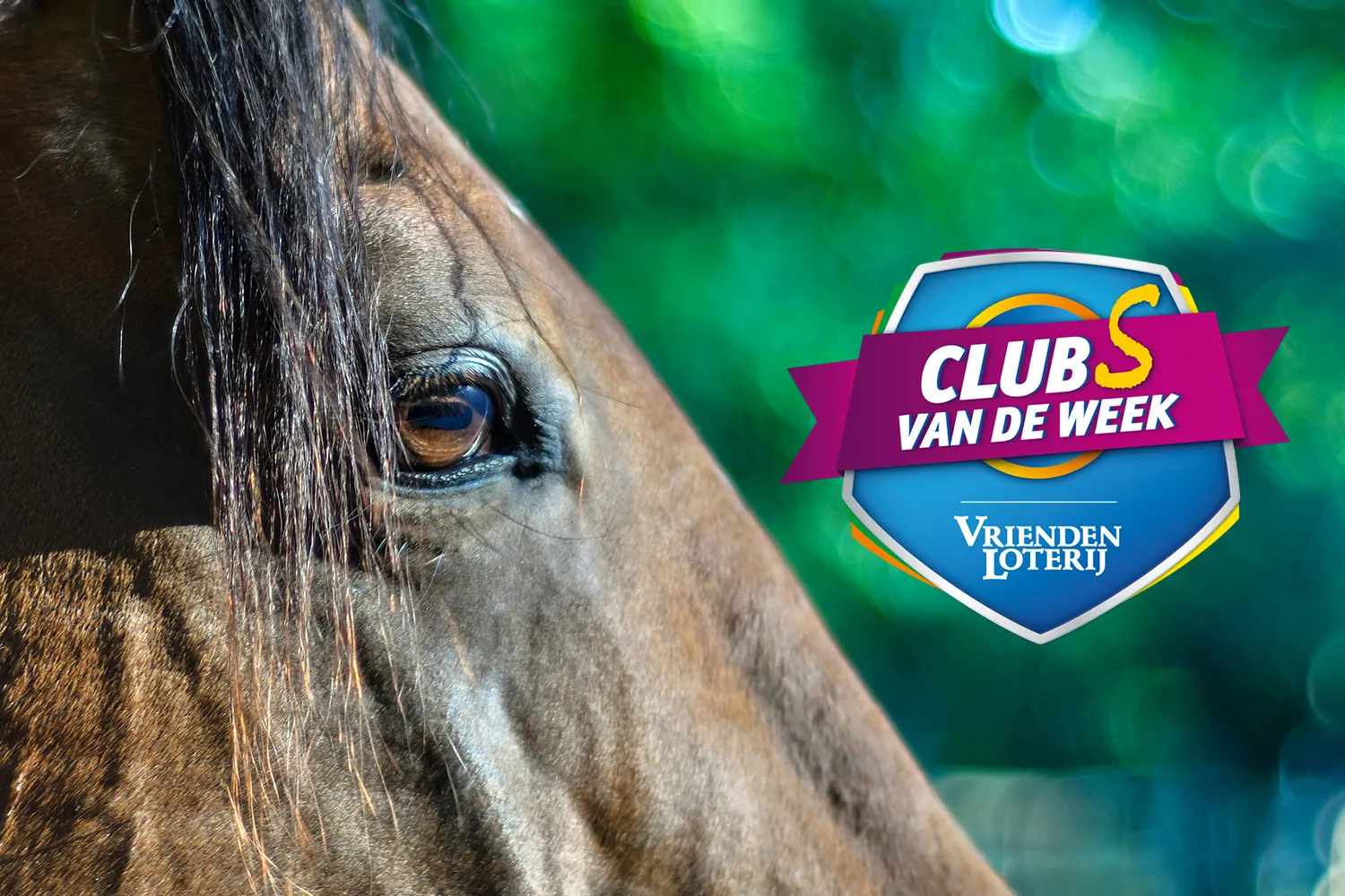 horse 3555381 1920 pixabay