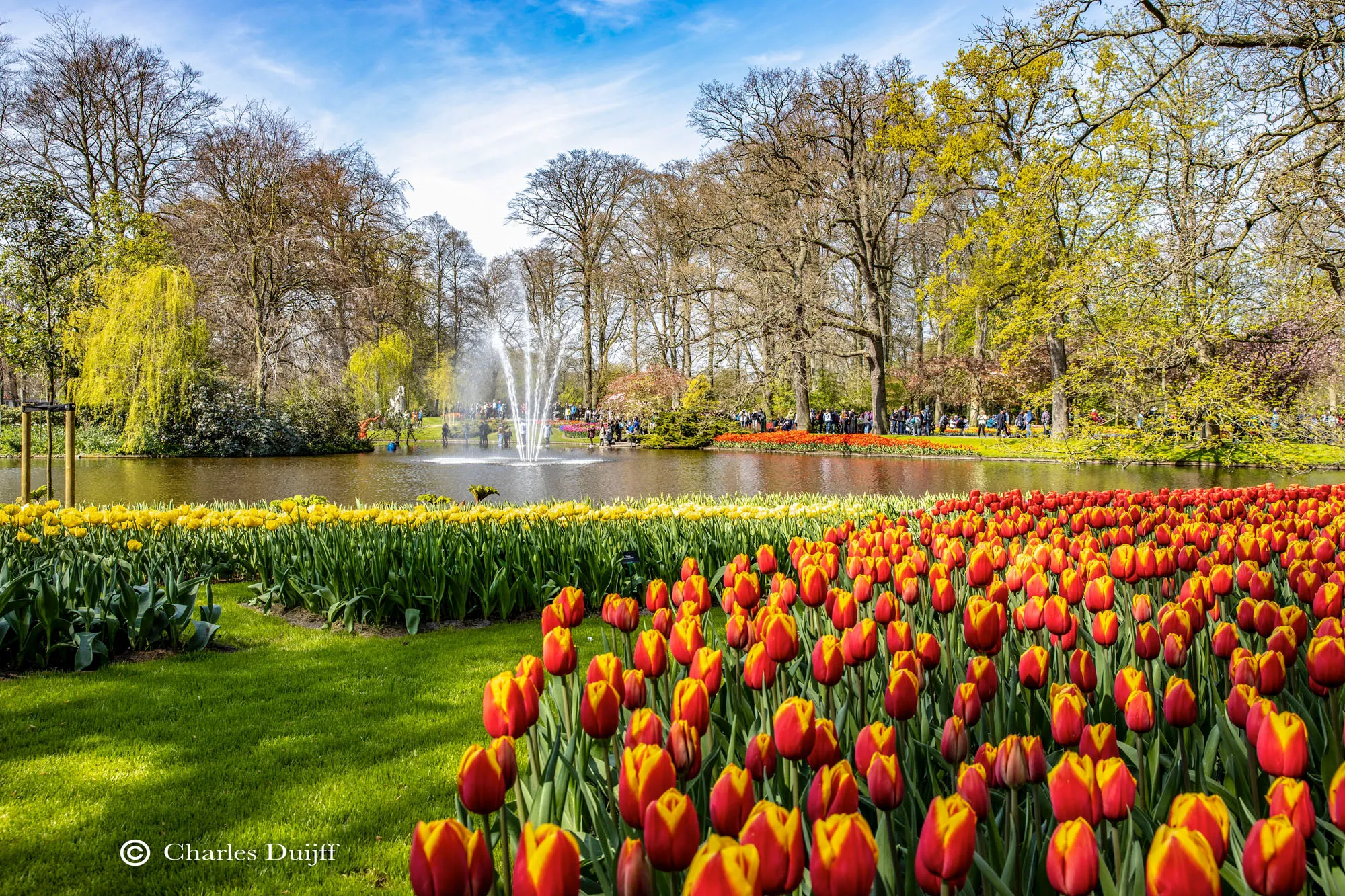 keukenhof tulpen