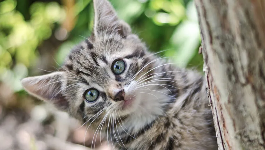 koen eijkelenboom qpjl dxqrd8 unsplash 915x518