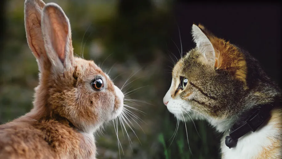 konijn kat unsplash 915x518 1