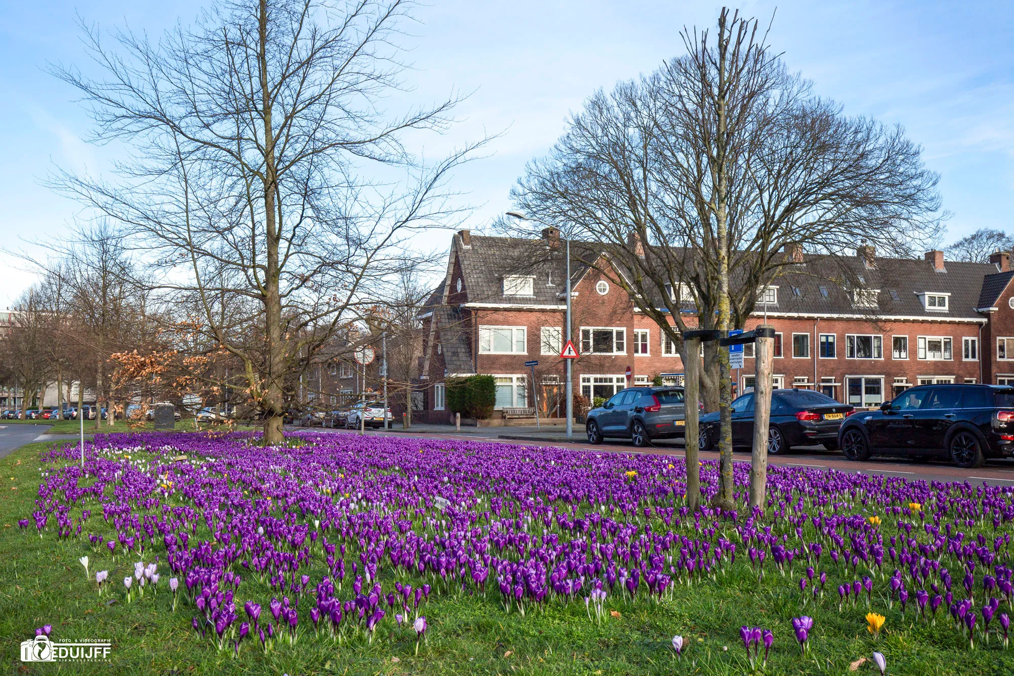 krokussen 2021 25 febr