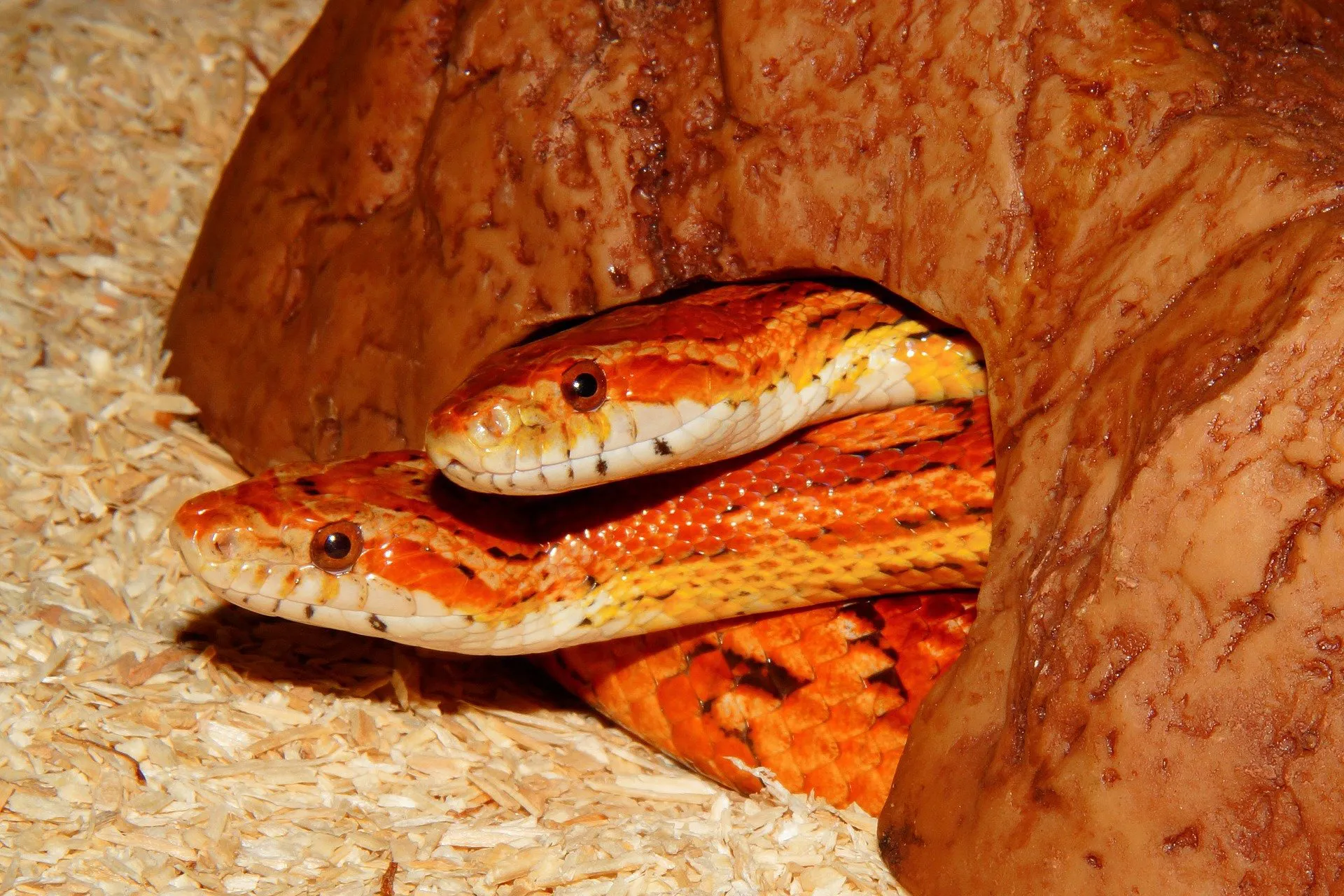 line 2202320 1920 1 pixabay