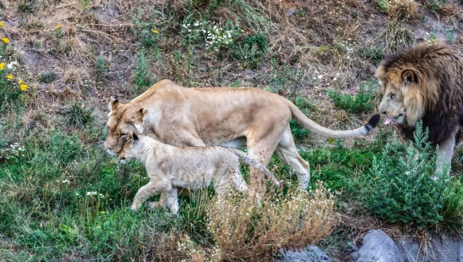 love is all around 915x518