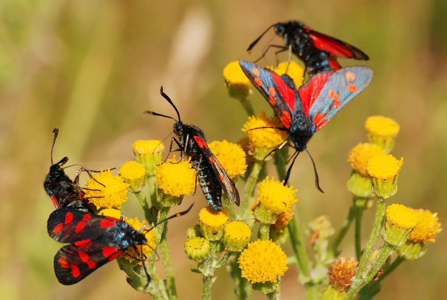 margreet frowijn sintjansvlinders 010813 0992 1