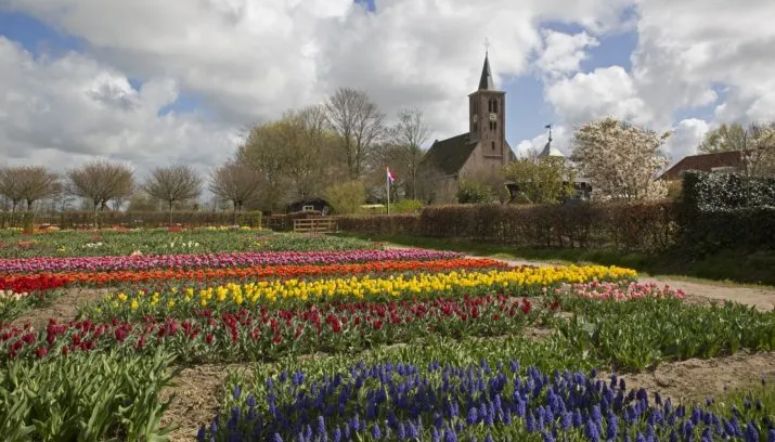 naamloos panorama2 bulborum 715x408