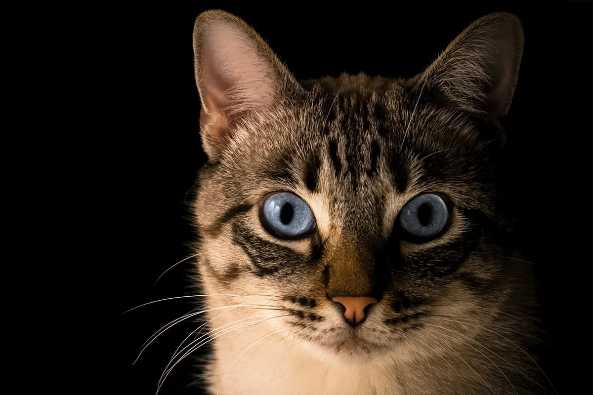 pacto visual cwozonsoh6q unsplash