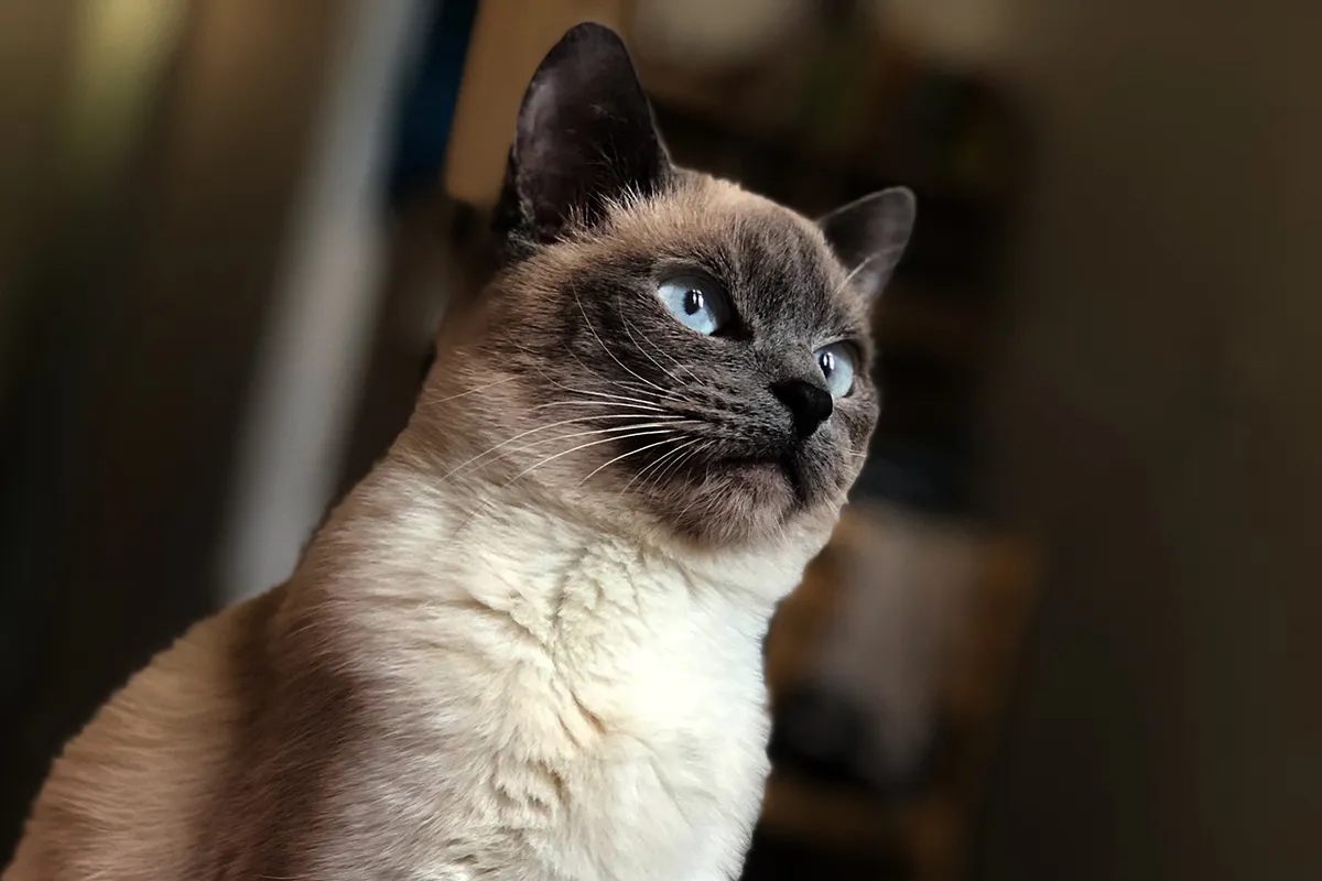 parviz isaev itvo1osckdo unsplash