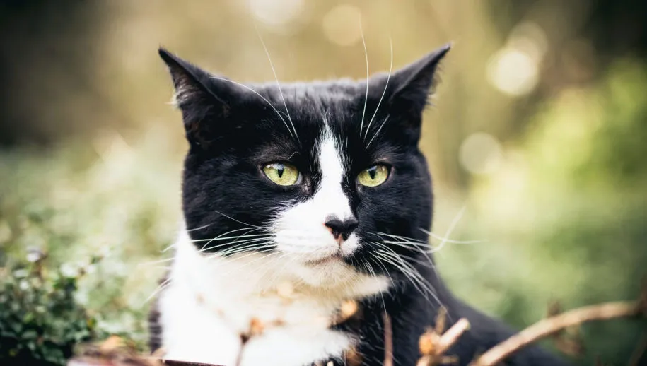 photo 1512427509653 96340e97ce7b 915x518