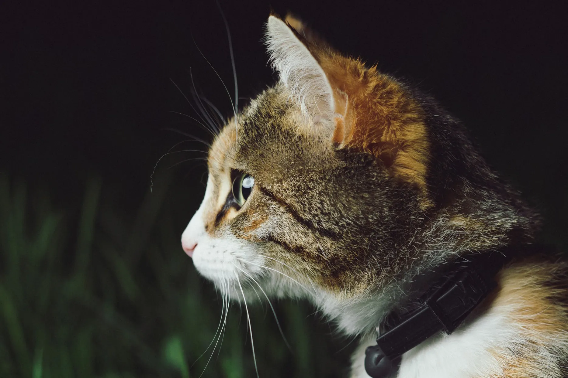 photo raphael schaller unsplash