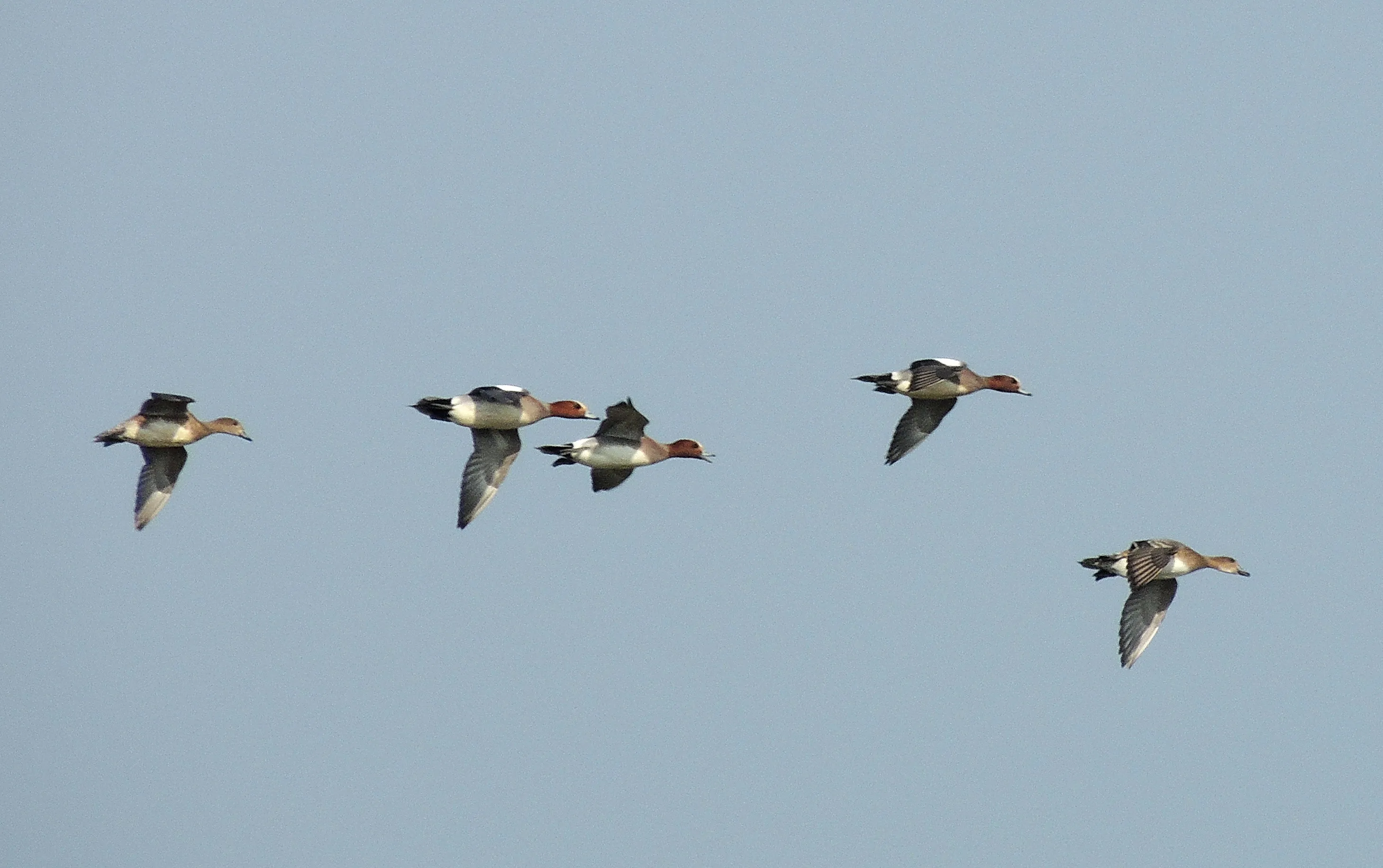 smient 11 henk van bruggen r 1