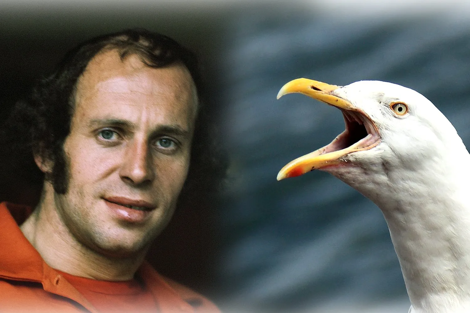 treytel meeuw wikipedia pixabay