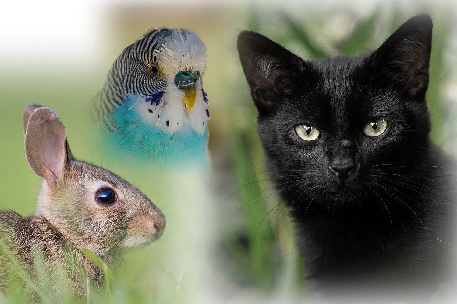 vermist trio pixabay