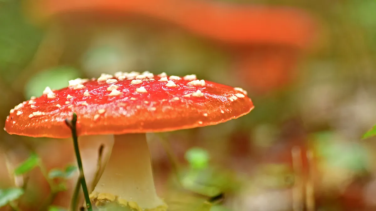 vliegenzwam cover warm