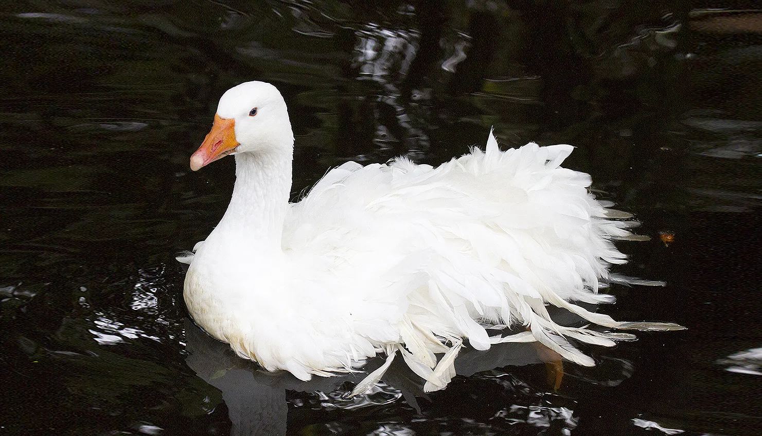 wim meijer fotografie sepastopolgans