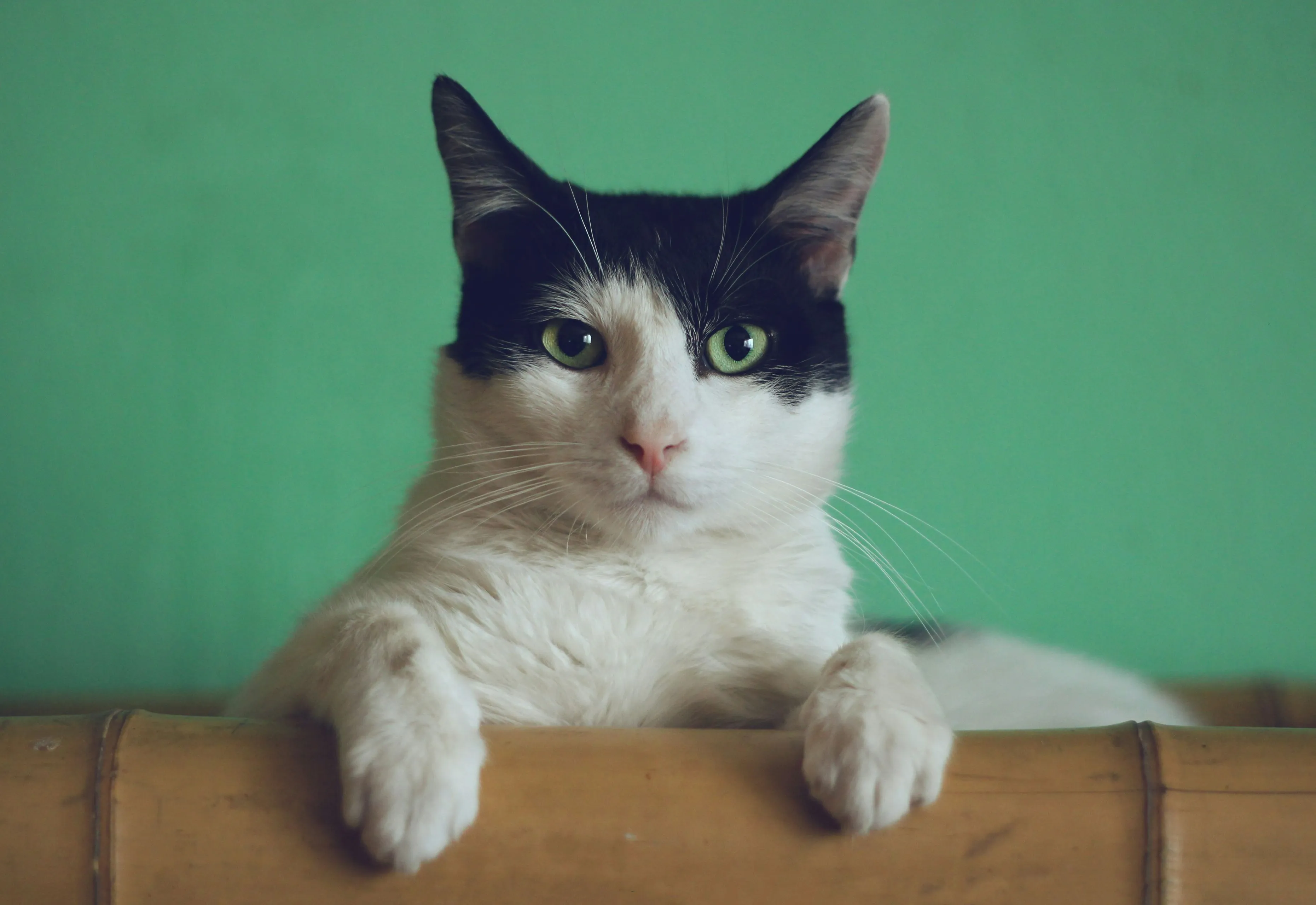 manja vitolic gkxkby c dk unsplash