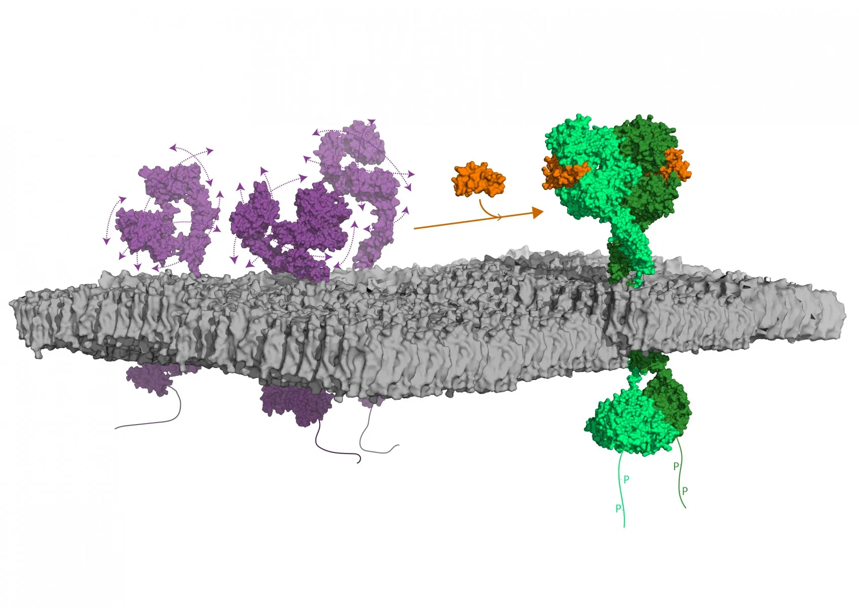 1920 egfr dancing white1