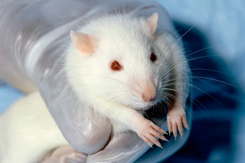 800px wistar rat