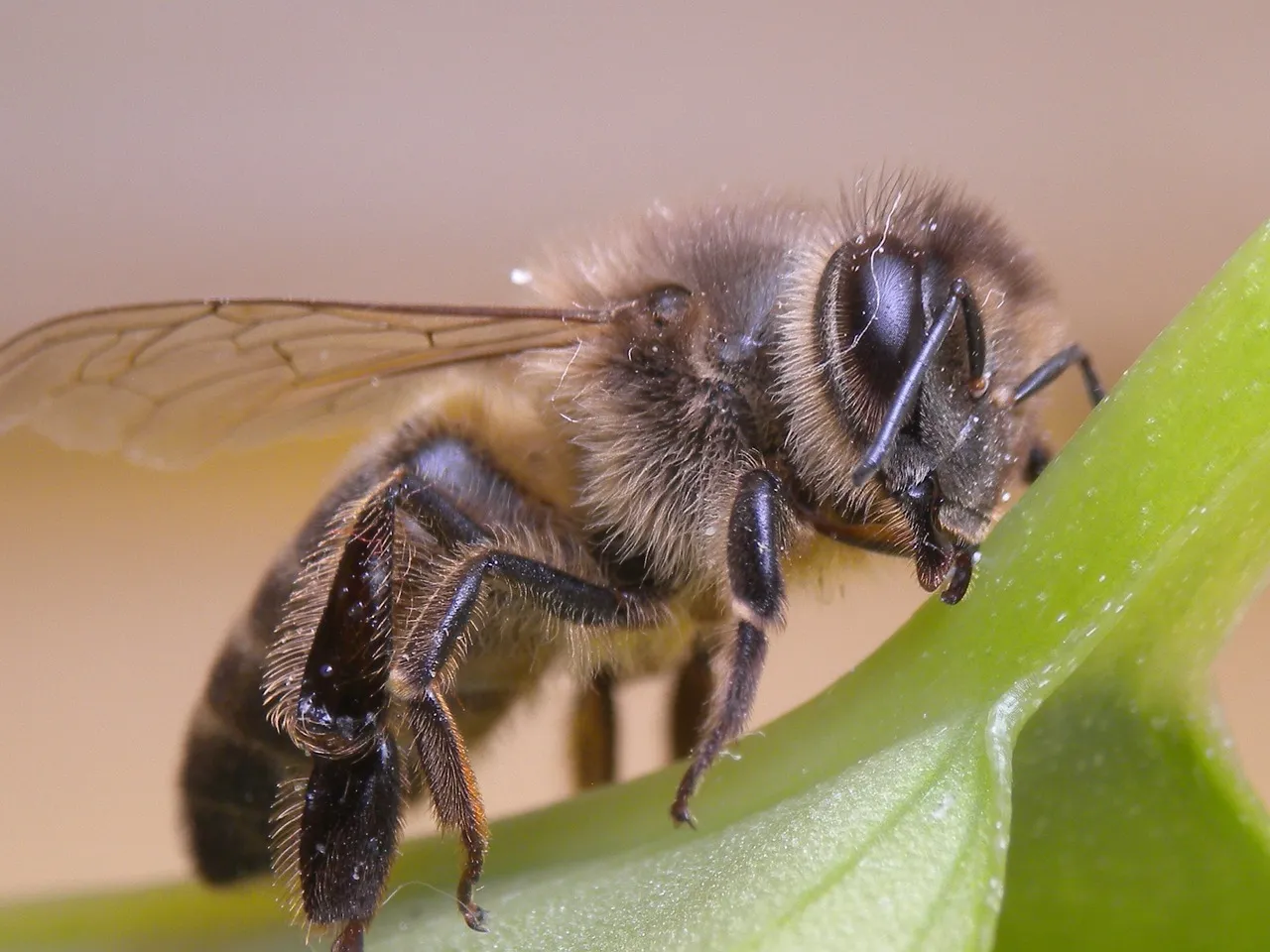 bee 543350 1280