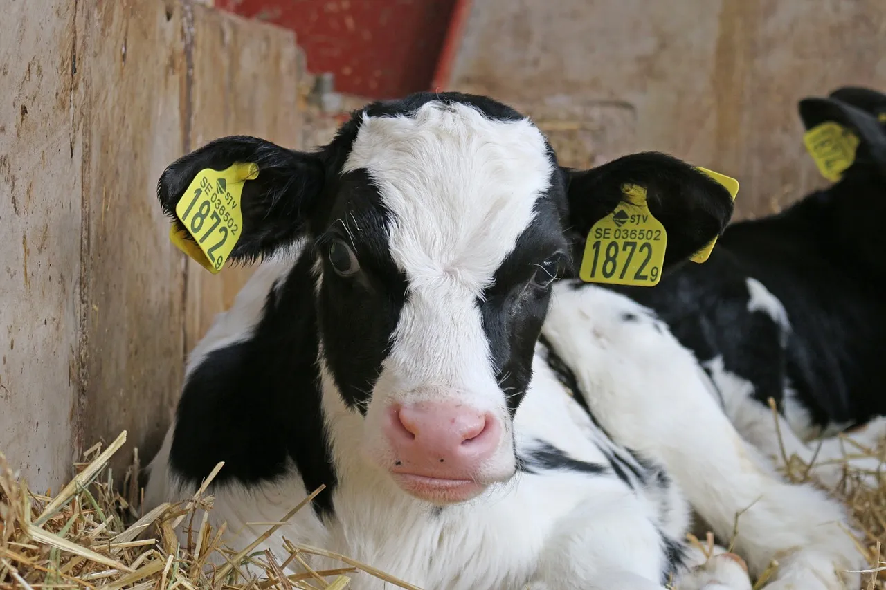 calf 703636 1280