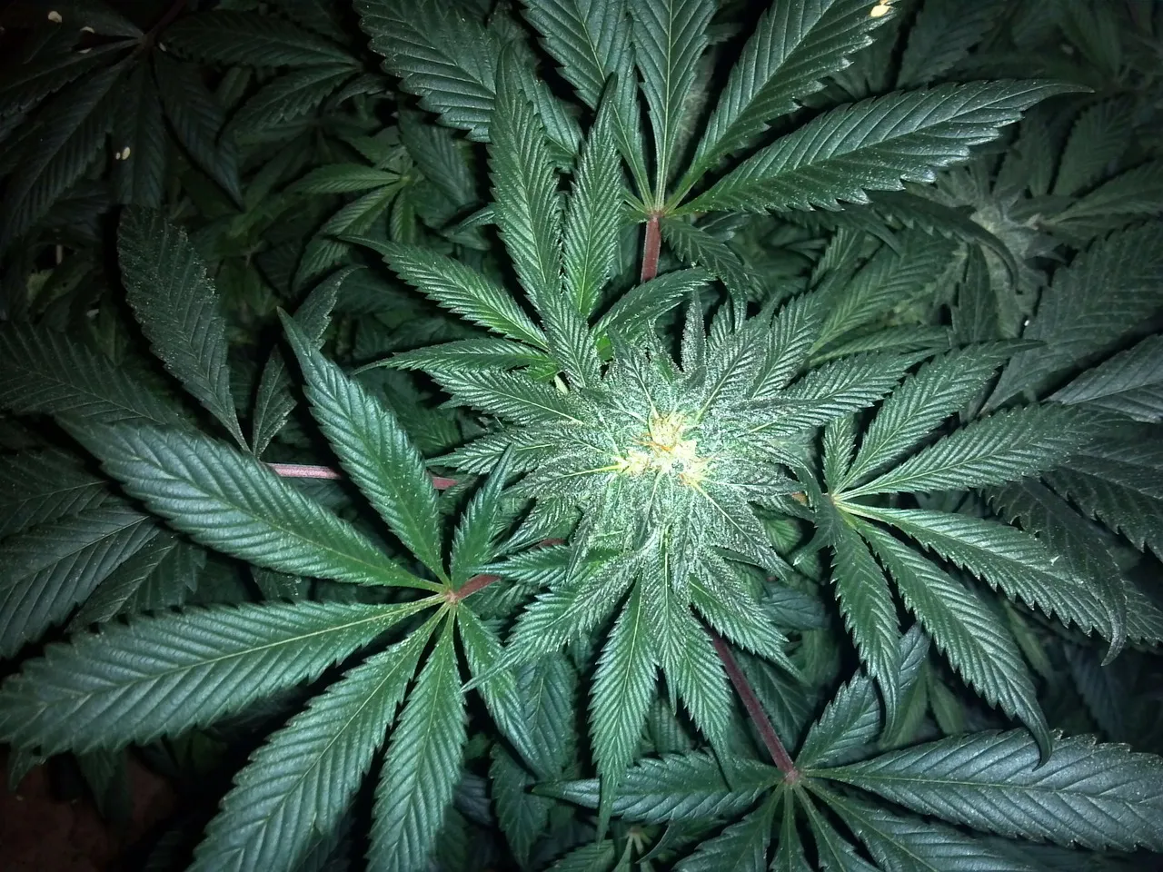 cannabis 313051 1280