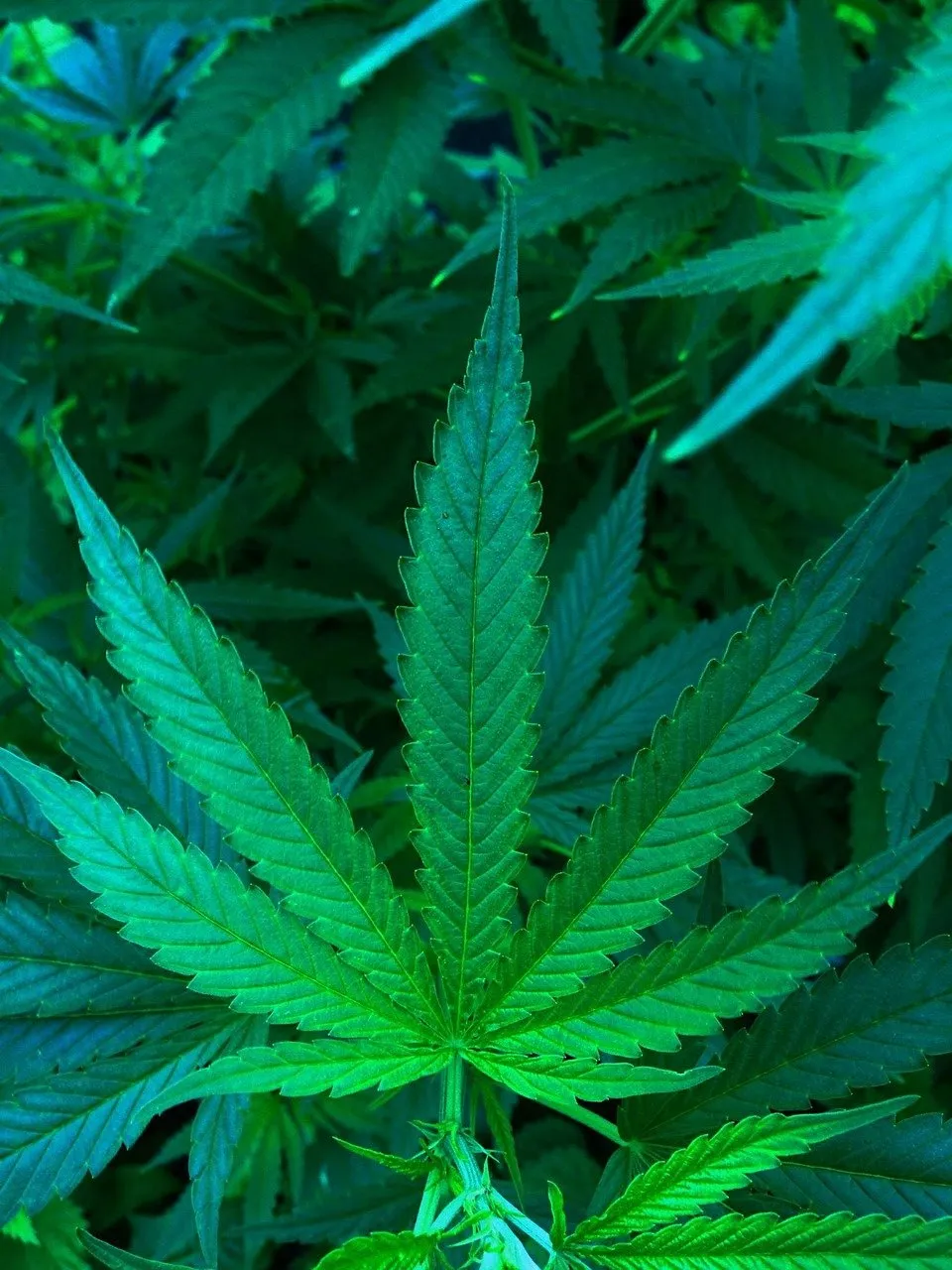 cannabis 490296 1280