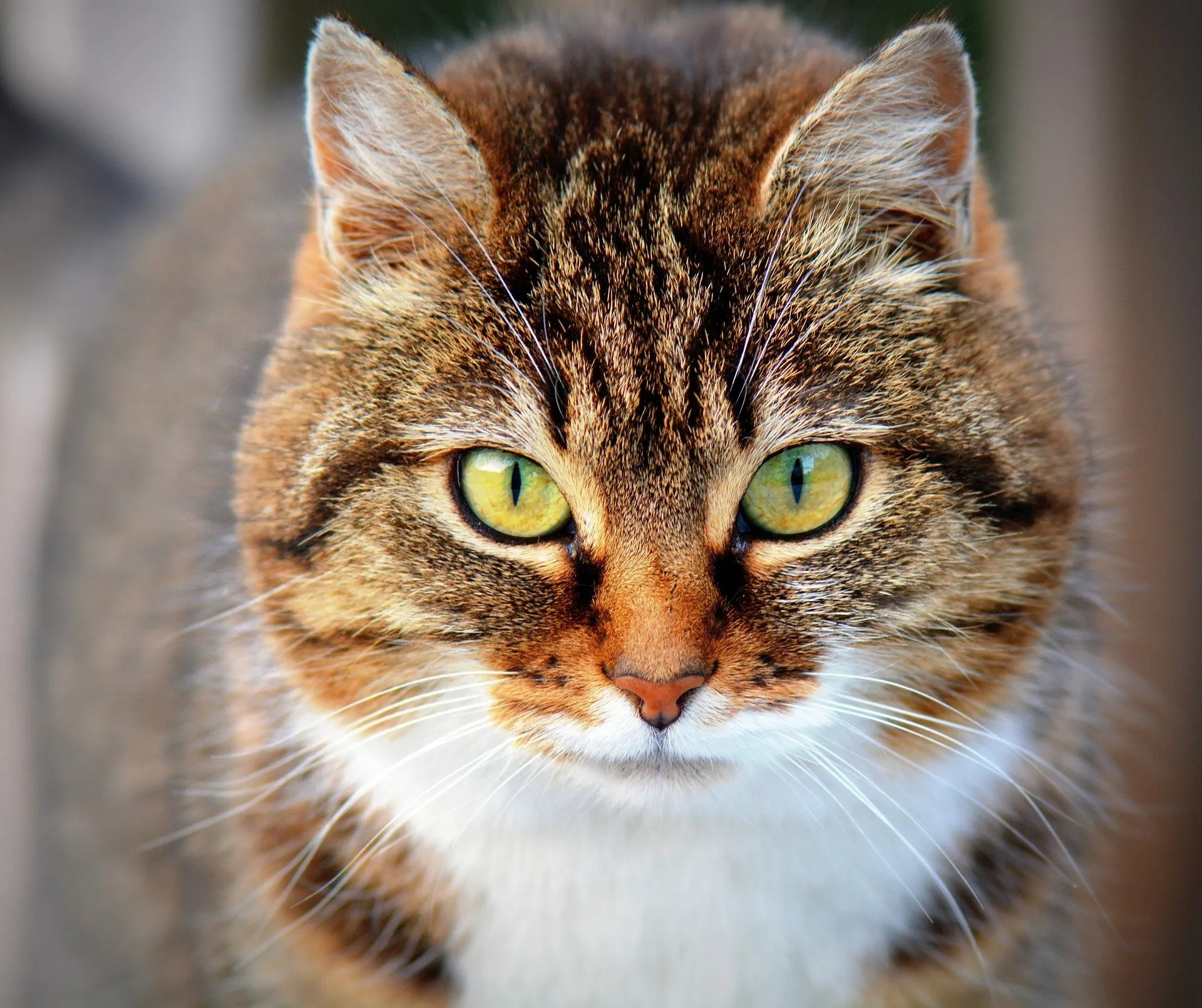 cat 300572 1920