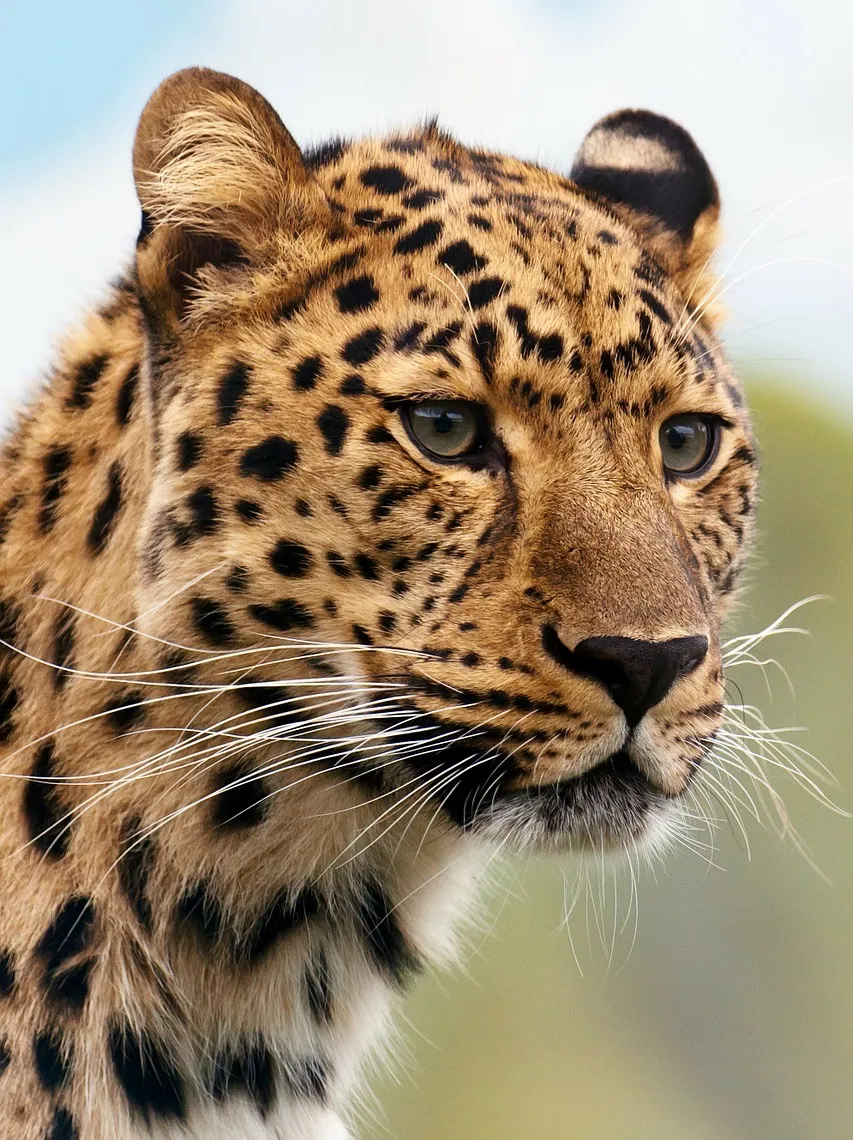 cheetah 19621 1280 1