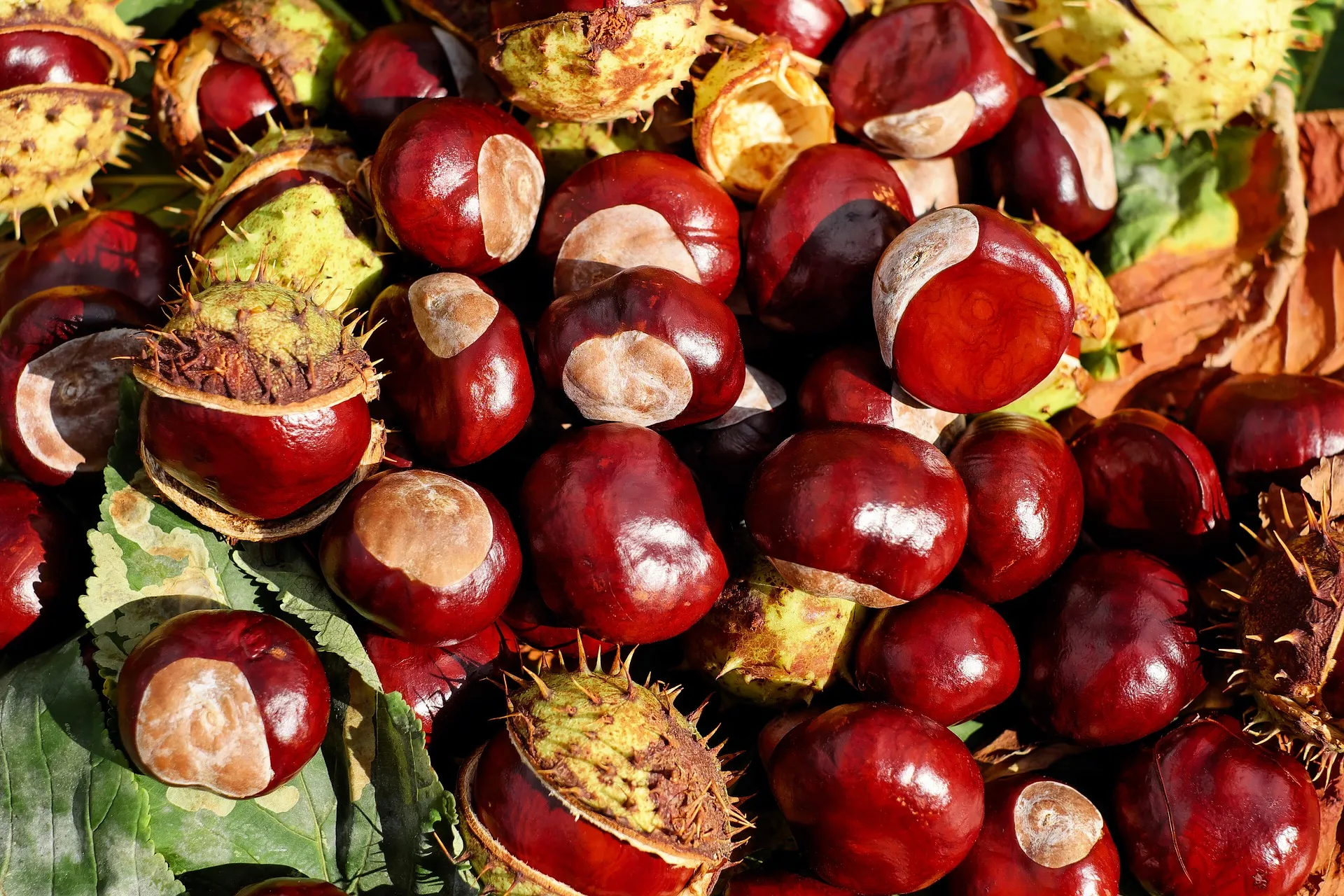 chestnut 1710430 1920