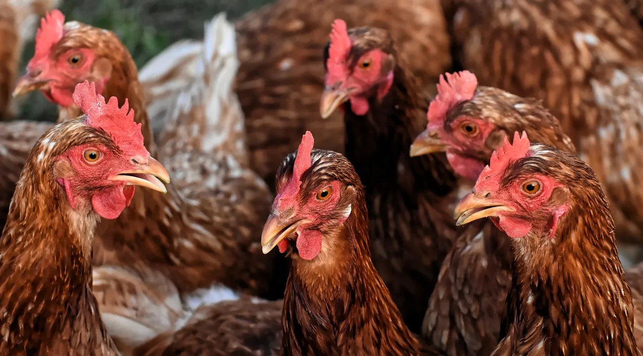 chicken g1c32f6526 1280