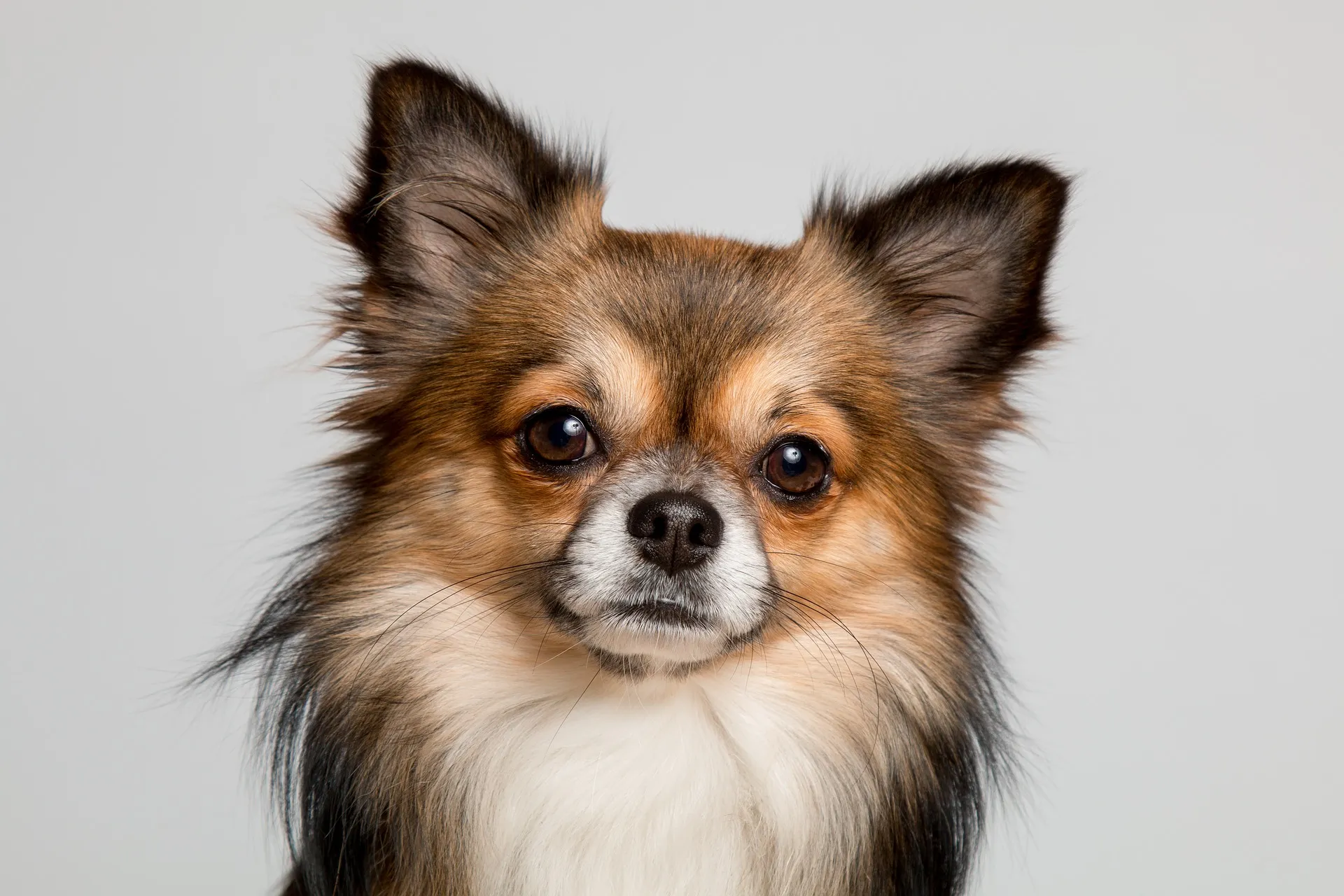 chihuahua 2900362 1920