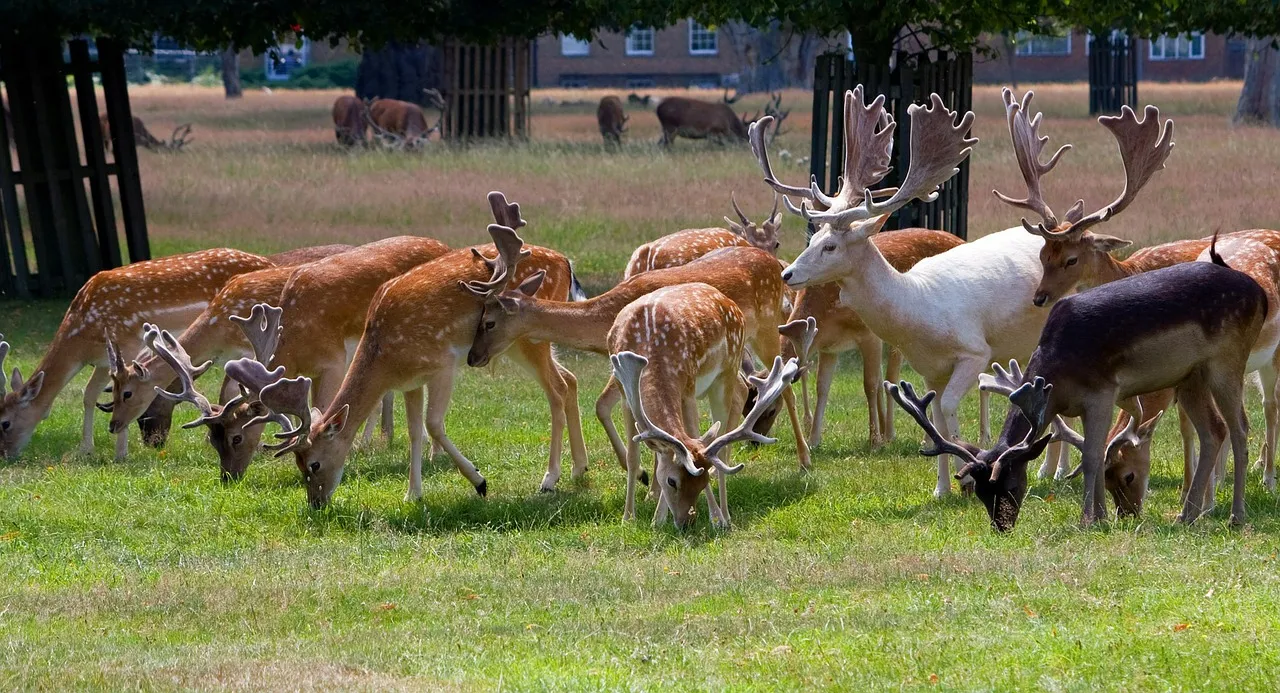 deer 164193 1280