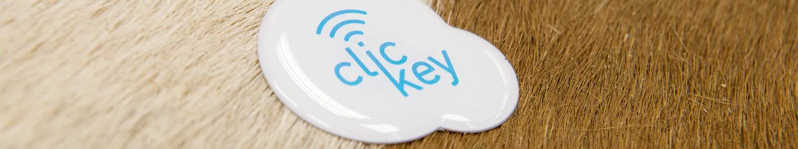 dgk clickey 1600x300