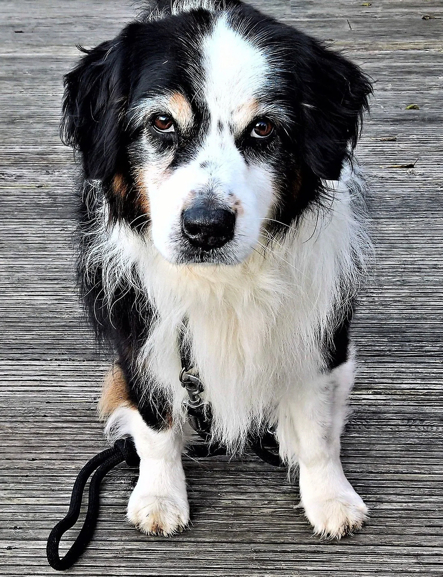 dog 2930586 1920