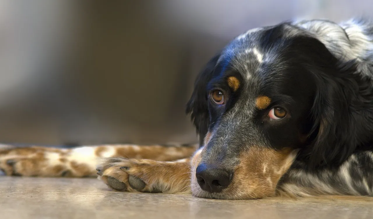 dog 551413 1280