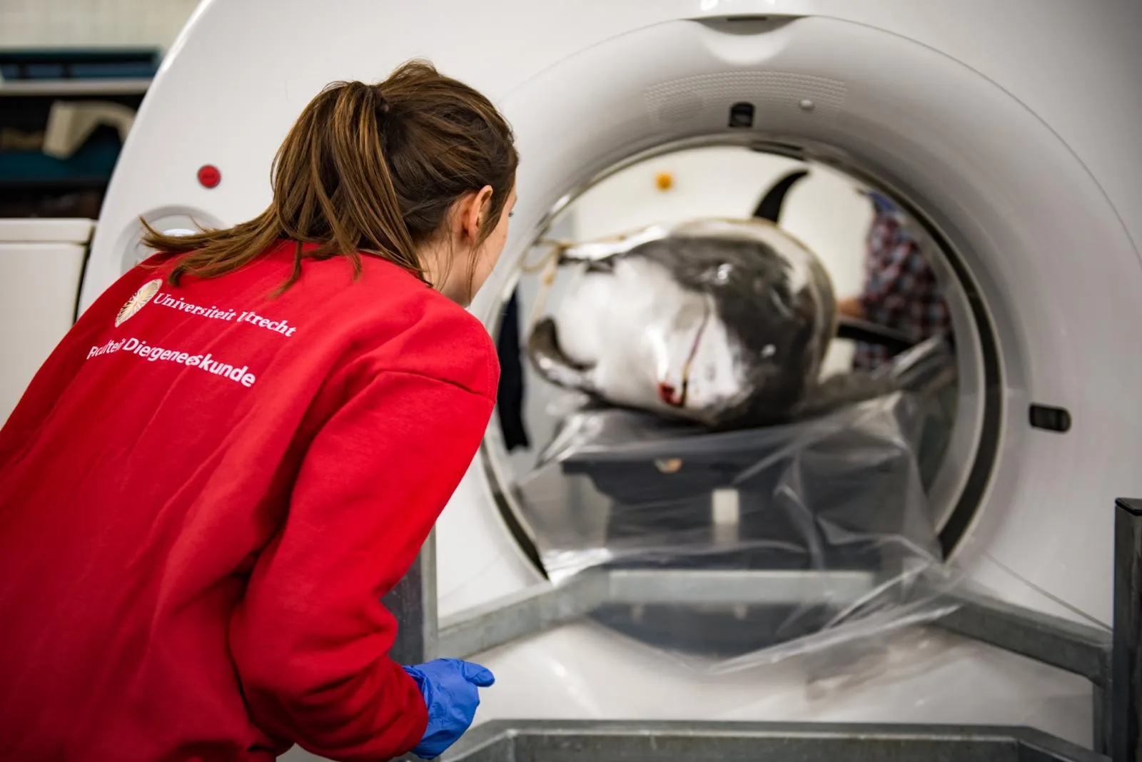 dolfijn in de ct scan