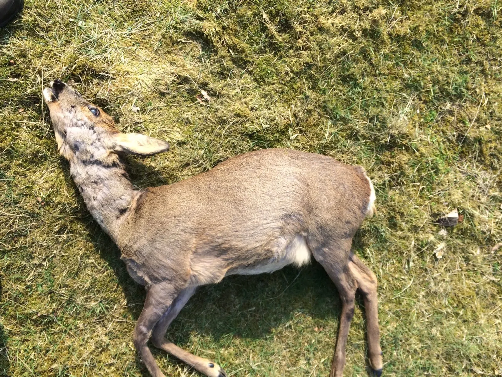 dood ree e1491468153537